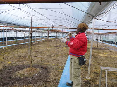 熊本ぶどう 社方園 ハウスの内張りと熊本農業高校からの農業実習(2017)前編_a0254656_1895164.jpg