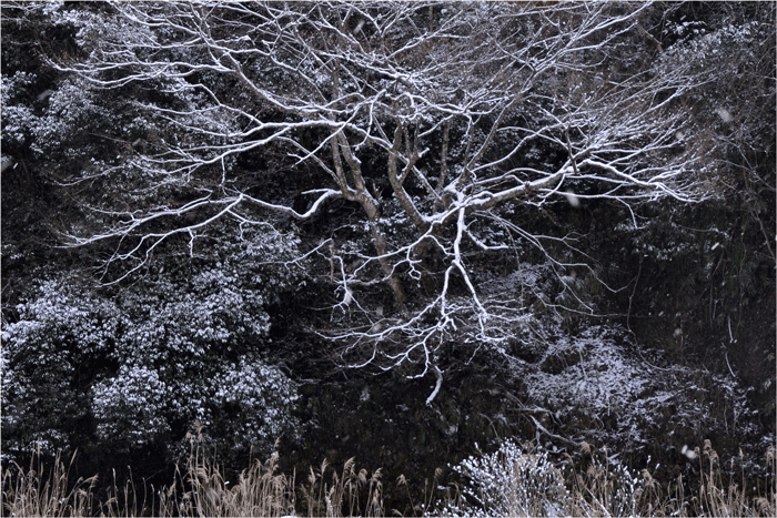  雪景色の湯来　　2/10_f0183556_2154545.gif