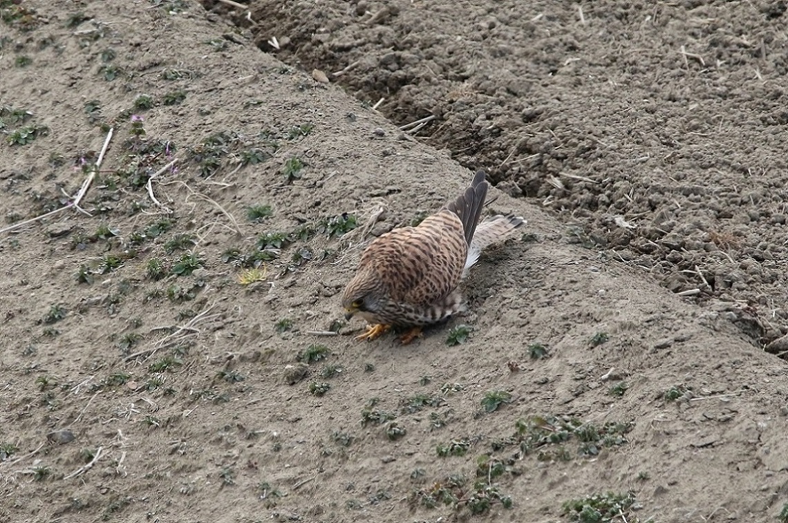 a0142459_1244317.jpg