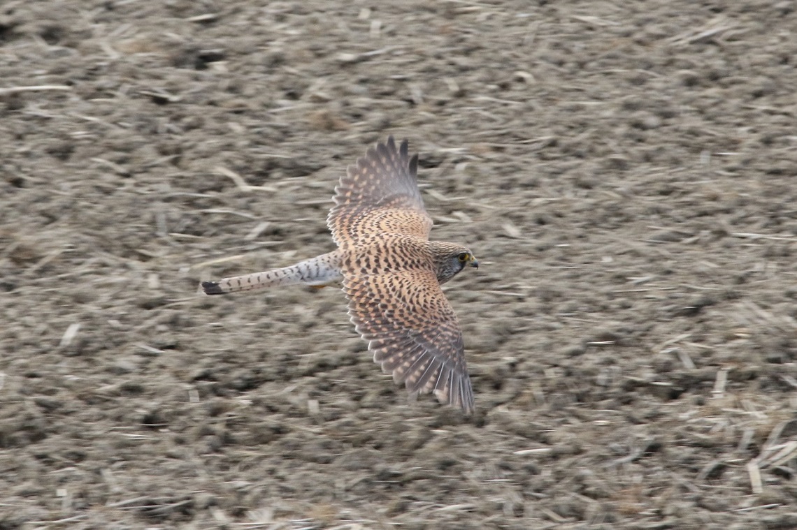 a0142459_12444492.jpg