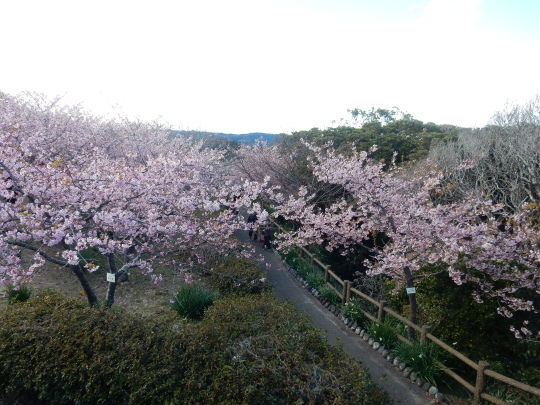 ’17,2,12(日)藤田浩司ジャズコンサートと河津桜!_f0060461_09424038.jpg