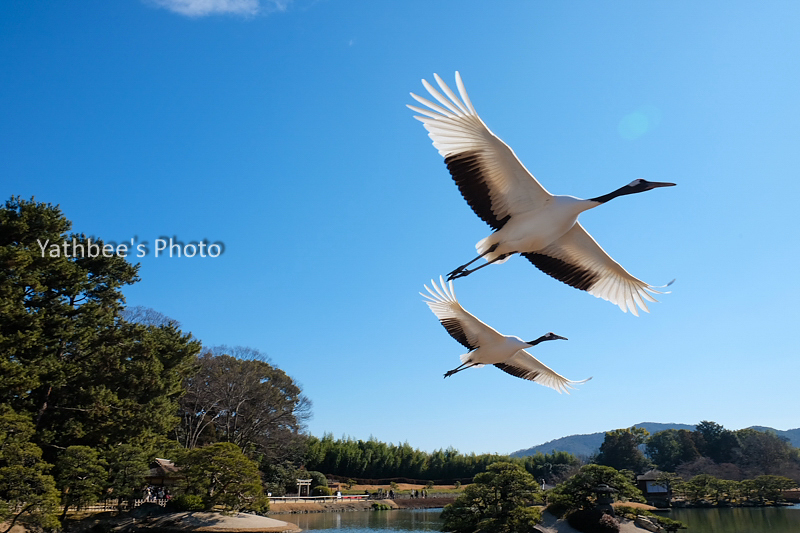 岡山後楽園 タンチョウ 17 2 12 Yathbee S Photo