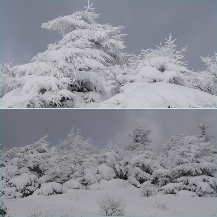 春雪の九重山。_f0016066_432310.jpg