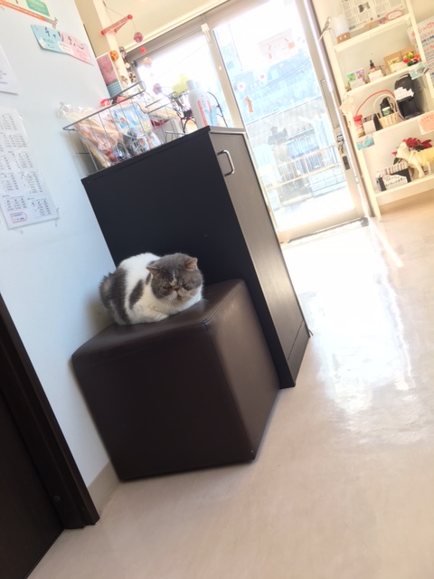 新しいお薬、アポキルとセミントラとネクスガードスペクトラ、いい感じ。_c0245679_21533143.jpg