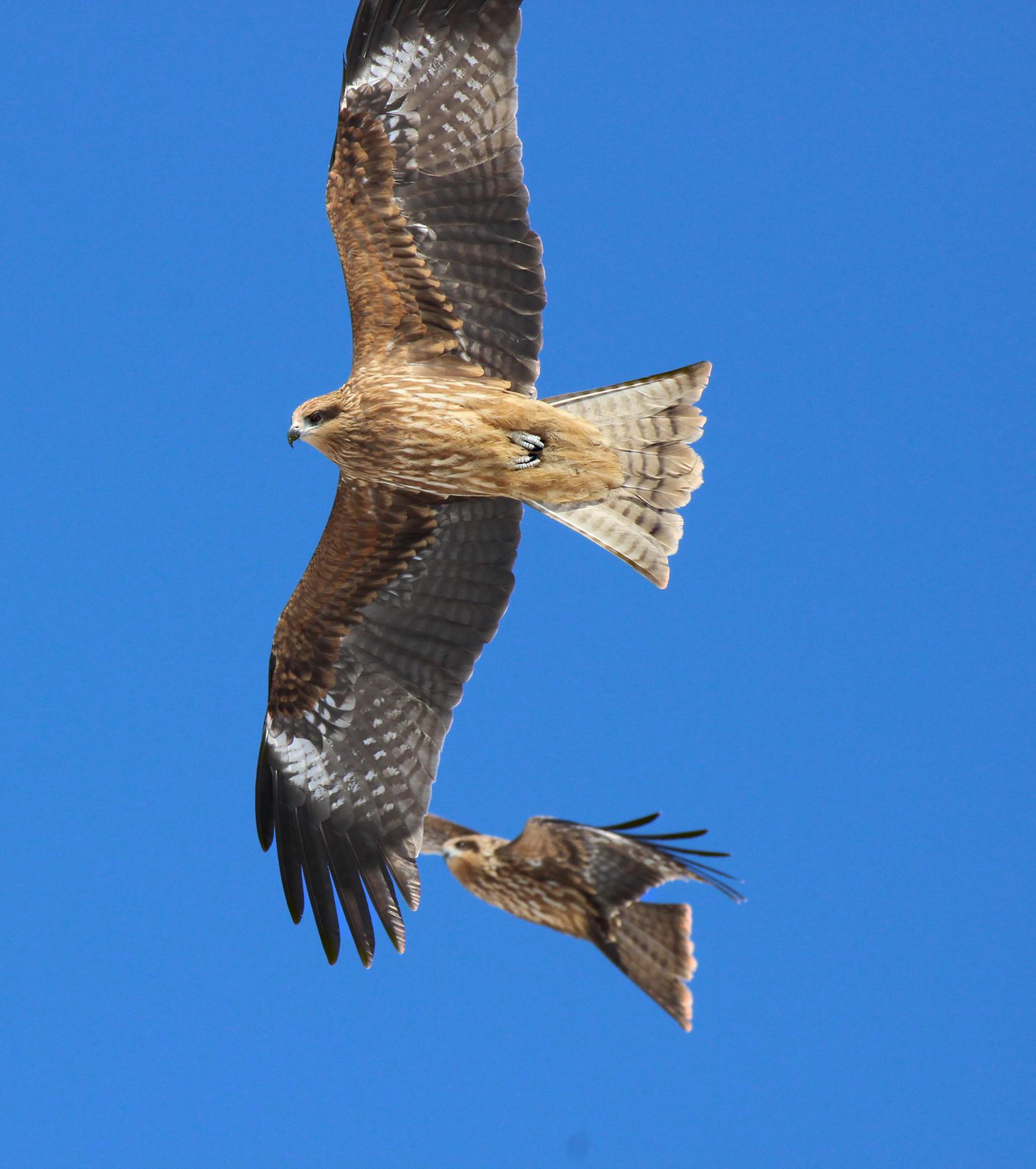 鳶の飛翔　その２_f0377679_21134131.jpg