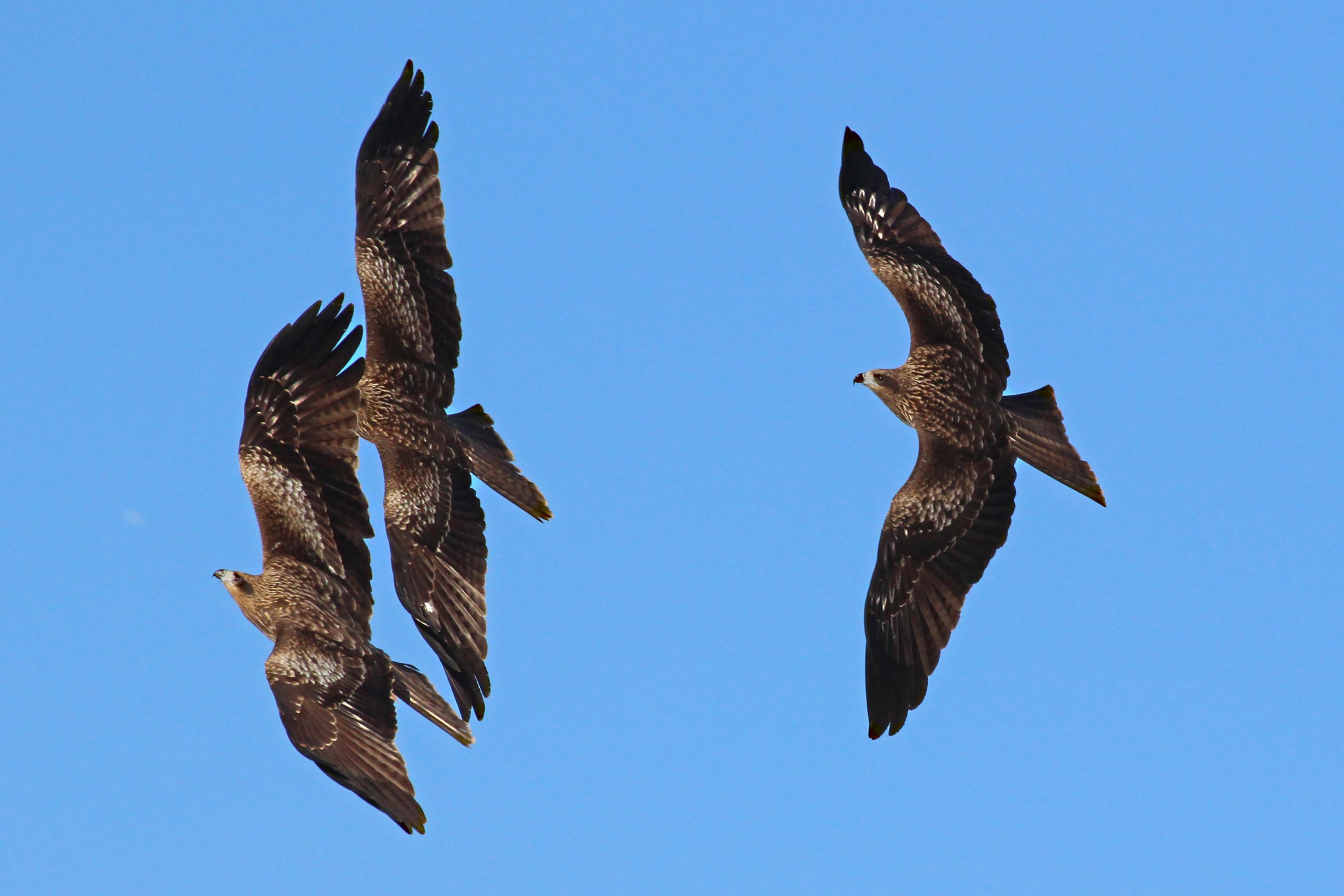 鳶の飛翔　その２_f0377679_21155794.jpg