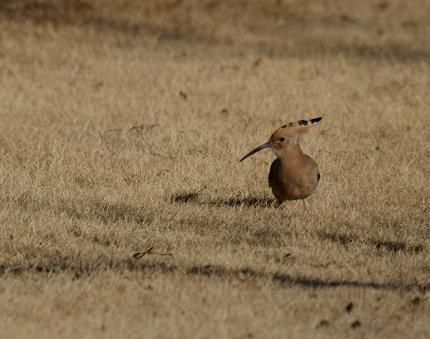 珍鳥ヤツガシラ_b0227680_22351386.jpg