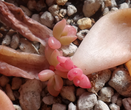 猫部屋の多肉植物、ブロンズ姫の葉挿しその後と、星の王子の花など♪_a0136293_17124336.jpg