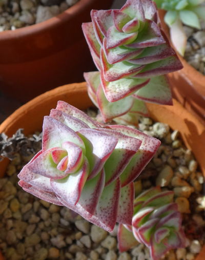 猫部屋の多肉植物 ブロンズ姫の葉挿しその後と 星の王子の花など 窓の向こうに