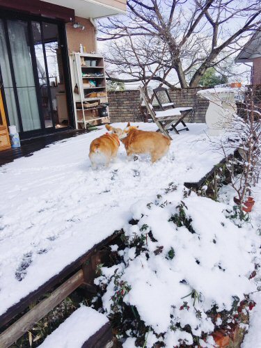 雪景色(お庭)_f0056297_16433638.jpg