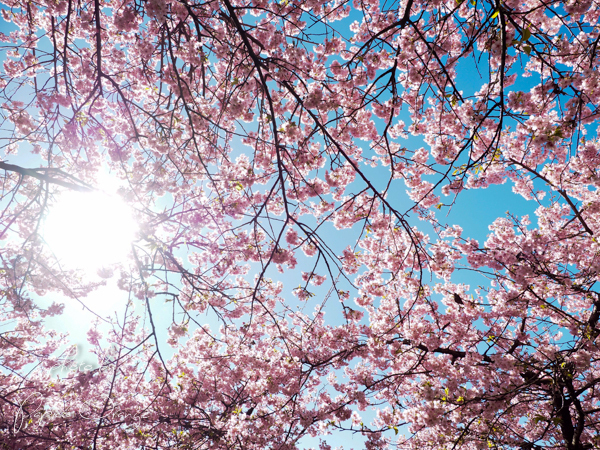 松田山河津桜2017_f0321610_09403369.jpg