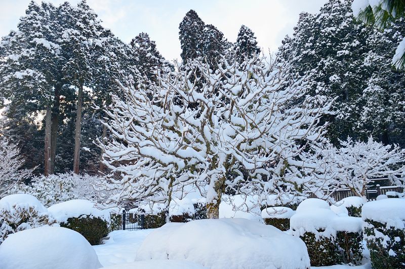 大原雪景色　其の二・勝林院_f0032011_20190541.jpg