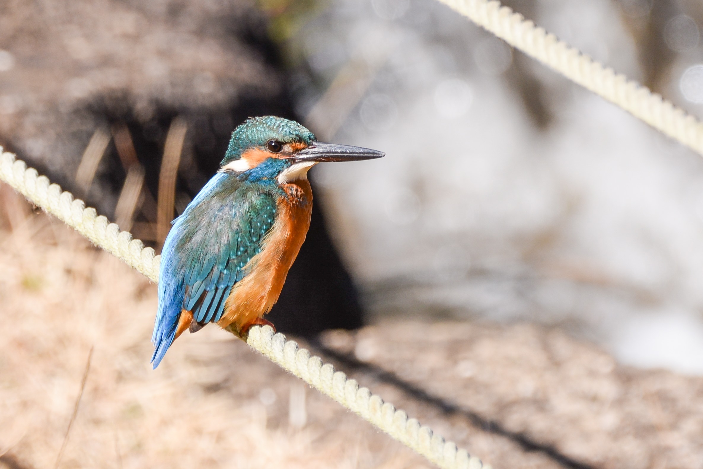 久し振りのカワセミ三昧_c0018118_20353010.jpg