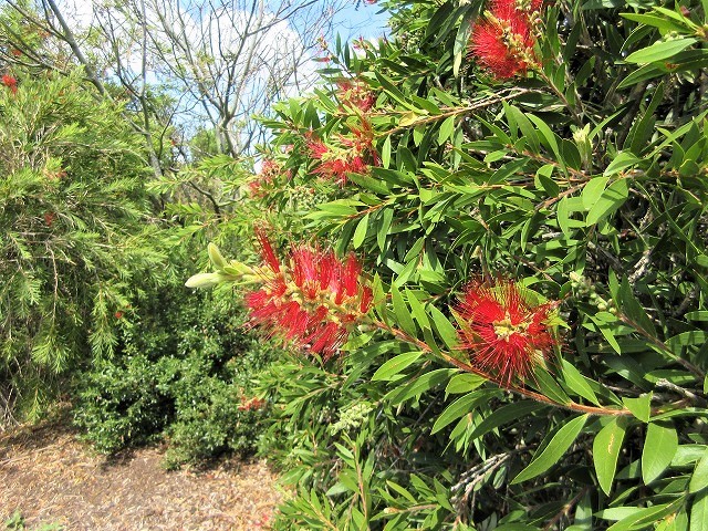 Traveling in Tasmania by solo Japanese woman ＜Day 6＞穴場の鍾乳洞めぐりでリフレッシュ_f0308721_10381464.jpg