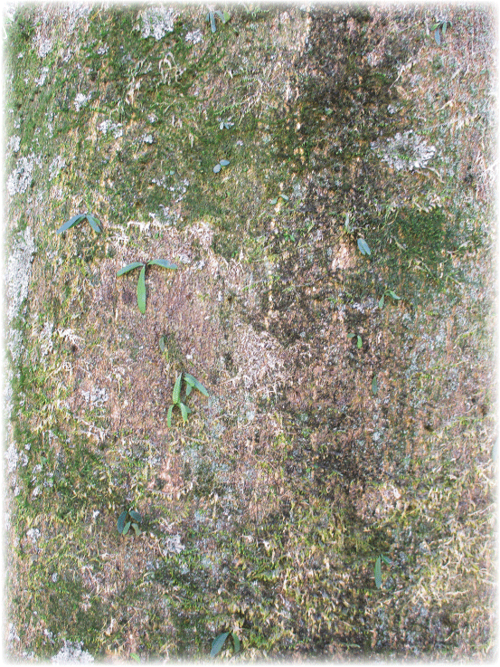 c0107829_22223729.gif