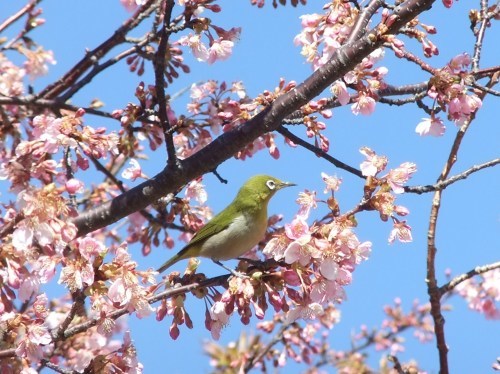 梅に代わり..桜並木_b0137932_21414322.jpg