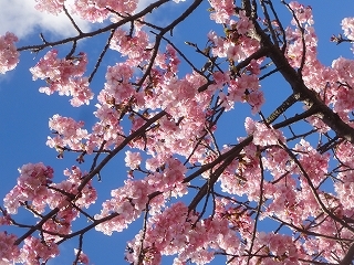 絶好の花見日和(2月12日、日）_c0147935_20562525.jpg