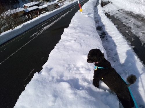 青空が綺麗です。でも畑は　又、雪の下に・・・・。_c0300035_17282125.jpg