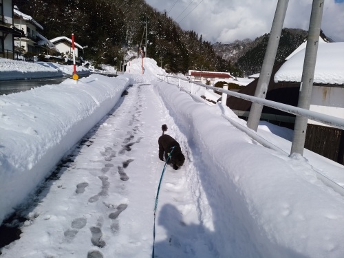 青空が綺麗です。でも畑は　又、雪の下に・・・・。_c0300035_17302055.jpg