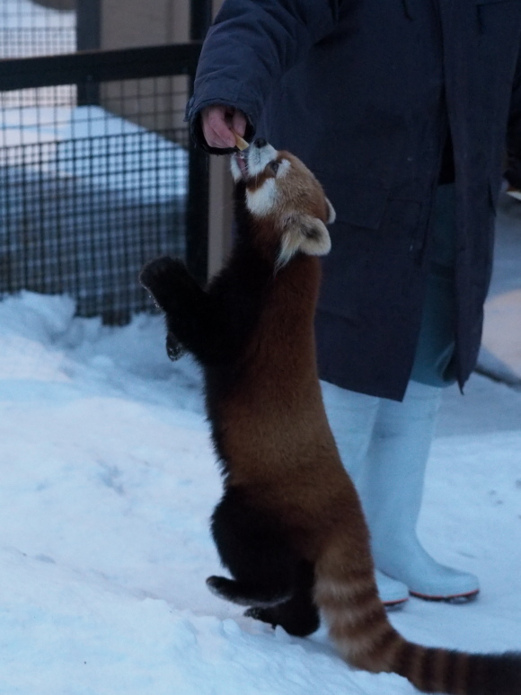 円山、冬の夜の動物園_a0149740_19382343.jpg