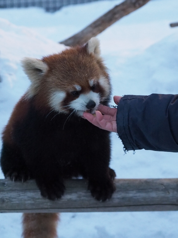 円山、冬の夜の動物園_a0149740_19383504.jpg