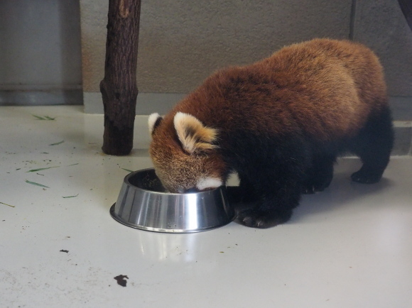 円山、冬の夜の動物園_a0149740_19395534.jpg