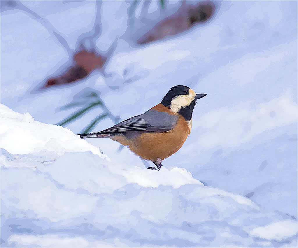 冬の野鳥たち２９　ヤマガラ　_f0160440_19164739.jpg