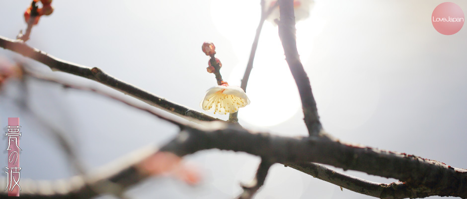 富山県中央植物園　早咲きの梅 ～EOS7D2 + EF100mmF2.8LmacroIS USM～_b0157849_21234983.jpg