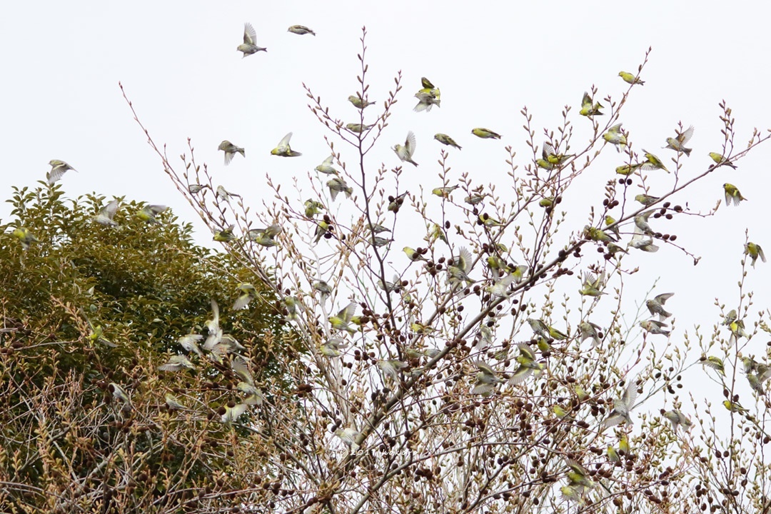 bird＊19  マヒワ大群_e0365050_15095912.jpg