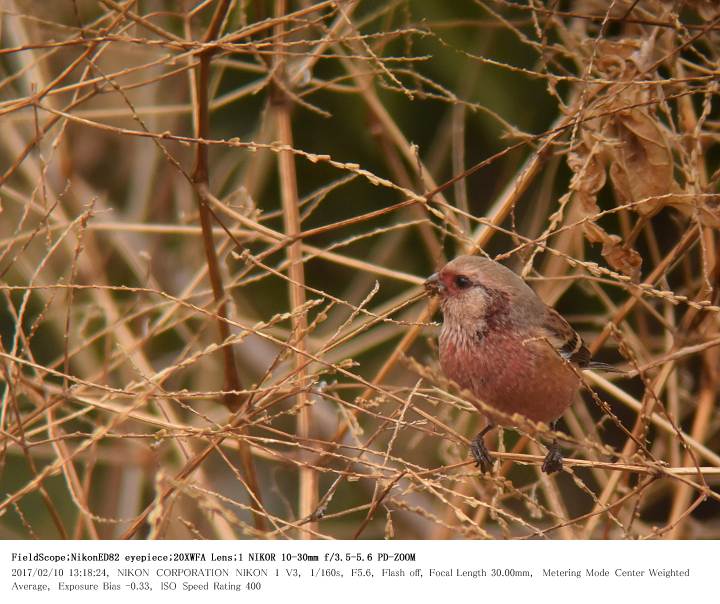 さくら草公園 2017.2.10(4)_c0062451_18262466.jpg