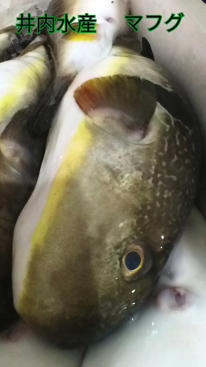 マフグ 魚情報