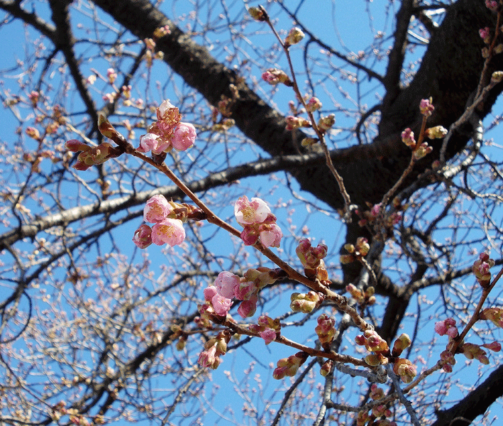 a0001354_11135255.gif