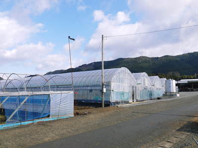 熊本ぶどう　社方園　ぶどうの果樹の目覚め！ハウスの内張りと熊本農業高校からの農業実習（2019）後編_a0254656_17121122.jpg