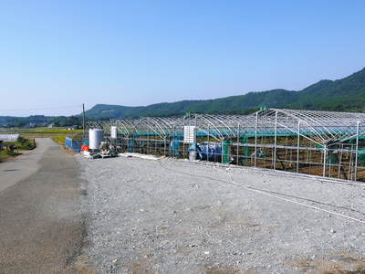 熊本ぶどう 社方園 ハウスの内張りと熊本農業高校からの農業実習(2017)後編_a0254656_1724537.jpg