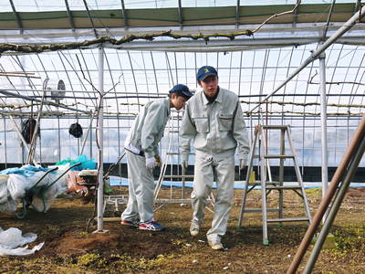 熊本ぶどう　社方園　ハウスの内張りと熊本農業高校からの農業実習（2017）後編_a0254656_1741797.jpg