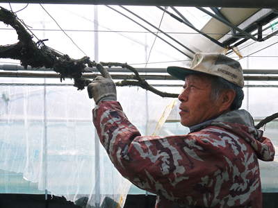 熊本ぶどう　社方園　ハウスの内張りと熊本農業高校からの農業実習（2017）後編_a0254656_17553030.jpg