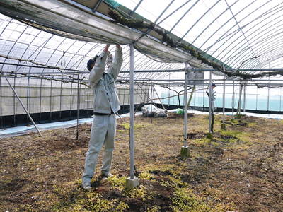 熊本ぶどう　社方園　ハウスの内張りと熊本農業高校からの農業実習（2017）後編_a0254656_1861046.jpg