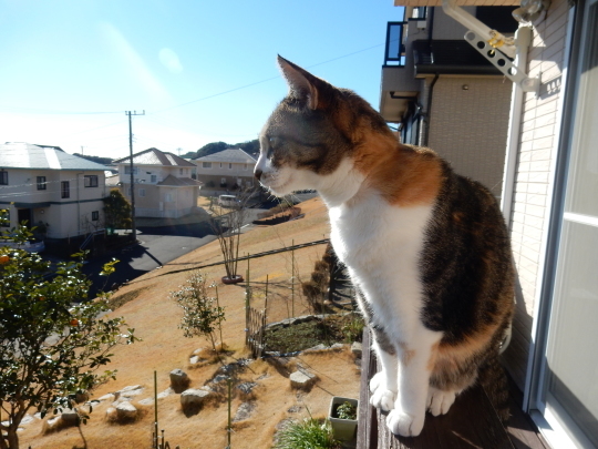 ’17,2,13(月)散歩とキョンと太陽と!_f0060461_19502300.jpg