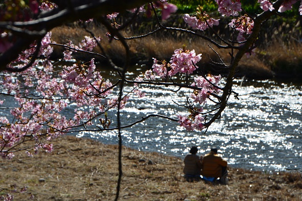 河津桜まつり_e0361962_2145776.jpg