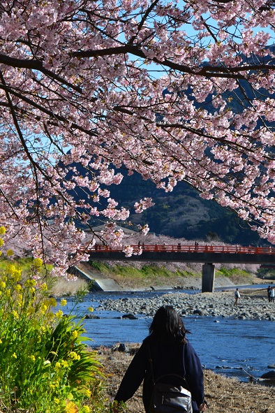 河津桜まつり_e0361962_2154859.jpg