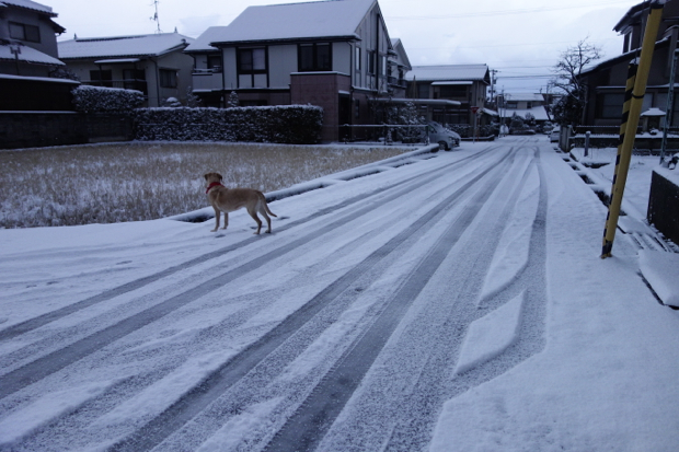 耳が遠くなった愛犬_e0372664_14072894.jpg