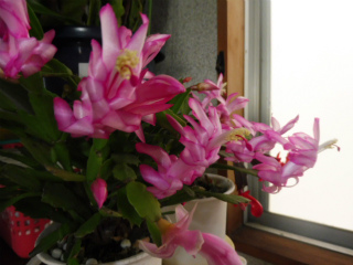 e0046477_15301310.jpg