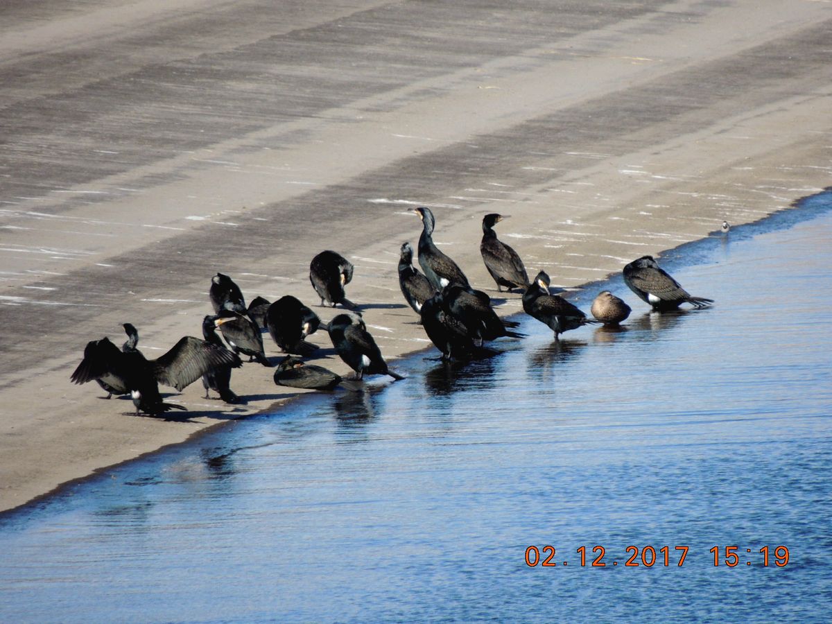 No.1338　彩湖　野鳥観察会_f0104277_7525961.jpg