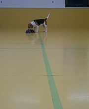 ろくくんのドックランに密着!_f0357682_11013122.jpg