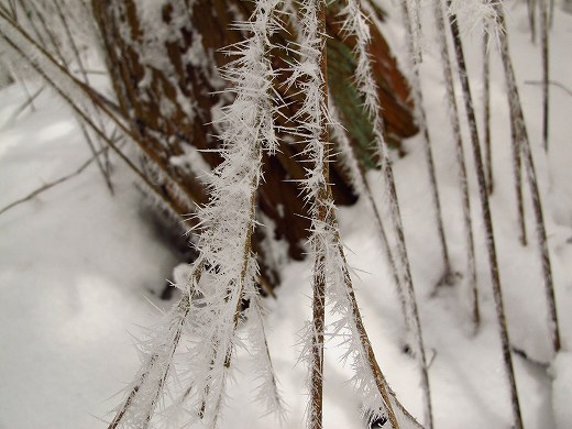 ツツジオ谷から雪の金剛山へ　JA/NR-029　-1_f0073587_227421.jpg