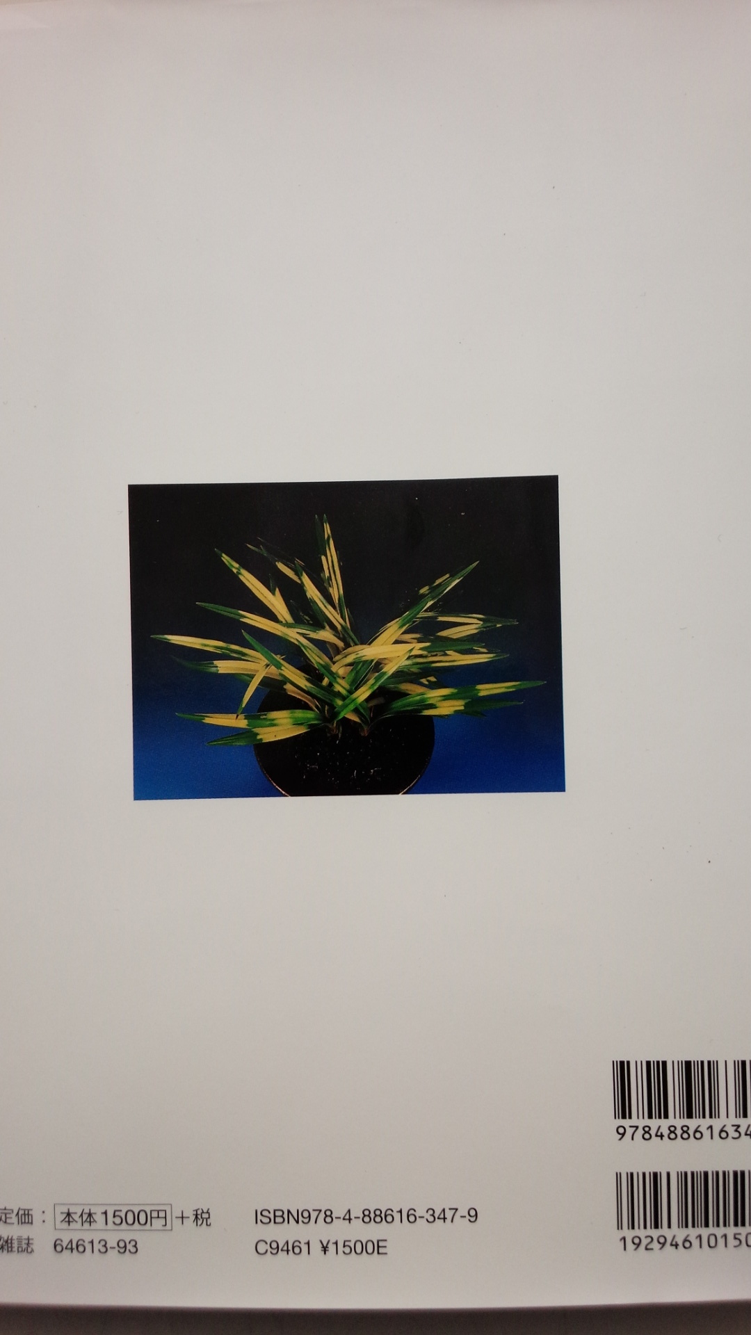 日本春蘭 銘花集Ⅲが入荷しました_f0356792_11411999.jpg
