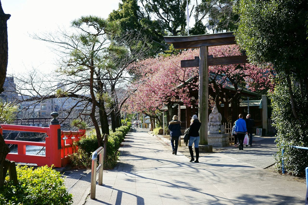 品川・荏原神社の寒緋桜・昼_b0225108_23225601.jpg