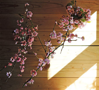 梅の花、桜の花_c0195909_12290656.jpg
