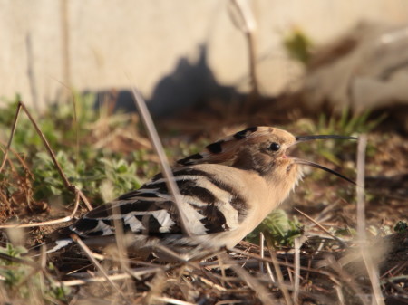 食べるヤツガシラ　　　ＴＪＧ_d0346713_19504235.jpg