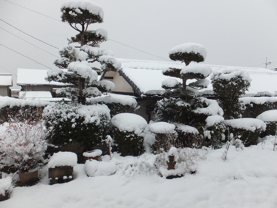 一夜明けると　南国が雪国へ～_a0126618_20442155.jpg